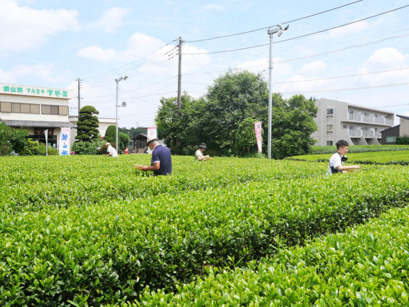 茶畑セラピー in 狭山市
