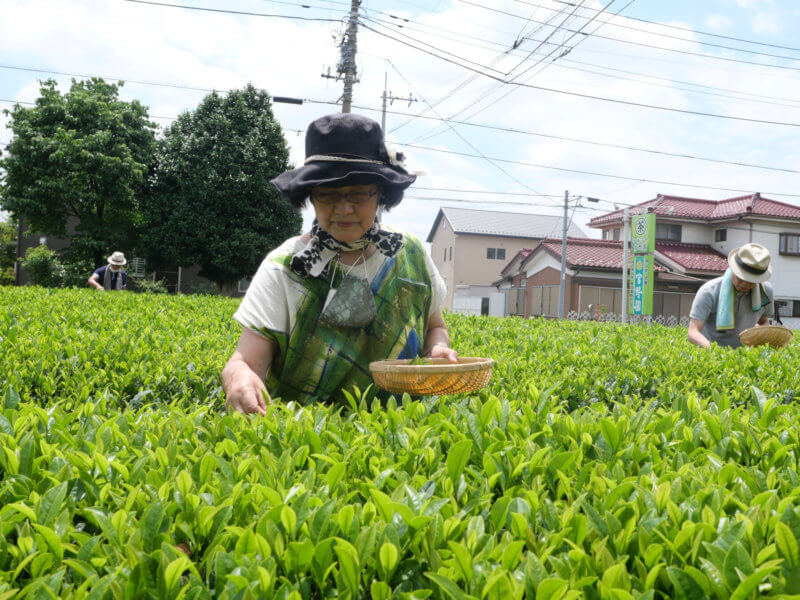 Tea Field Therapy in Sayama