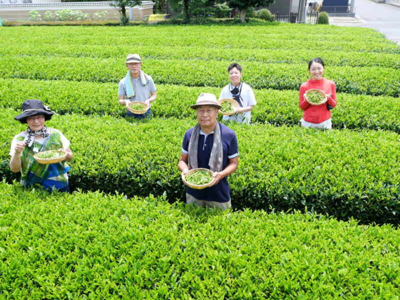 Tea Field Therapy in Sayama